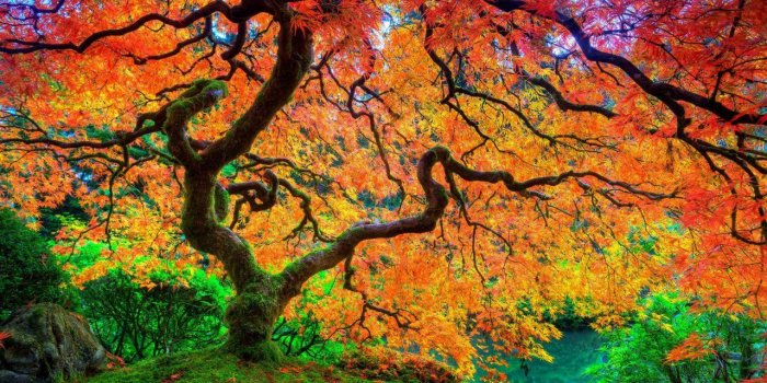 1280x720 K, Desktop Wallpapers, Beautiful Nature,maple, Beauty, Autumn