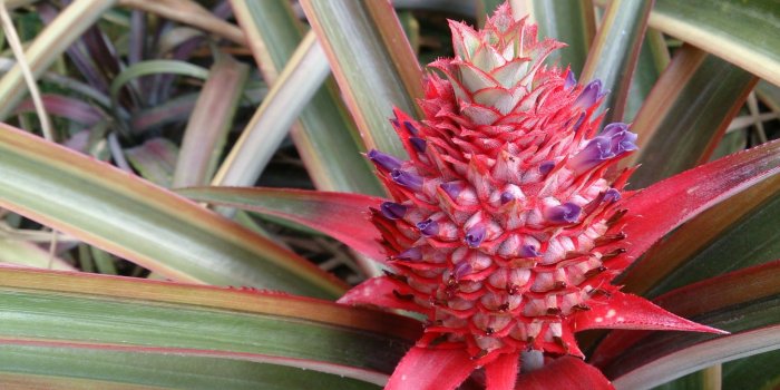 2048x1151 HD wallpaper: pineapple time pictures for background, plant, red