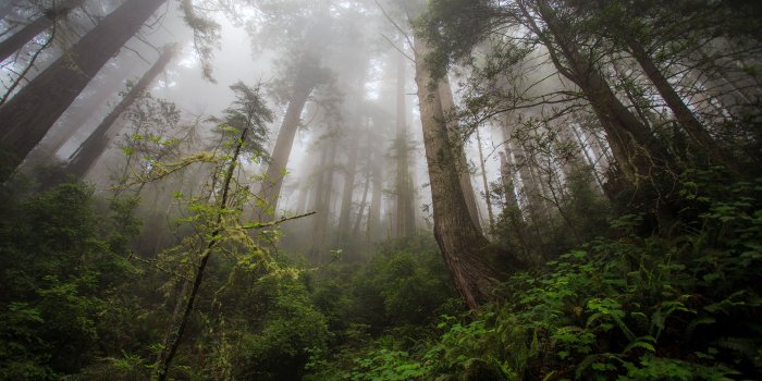 3840x2160 Forest Trees Mist 4K Ultra HD Desktop Wallpaper