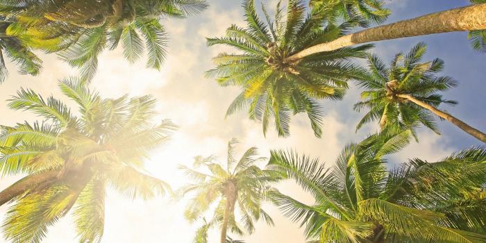 1920x1080 Palm tree desktop backgrounds – Desktop Backgrounds 2019