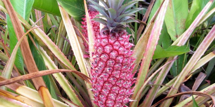 1600x1200 Pineapple Fruit Pictures