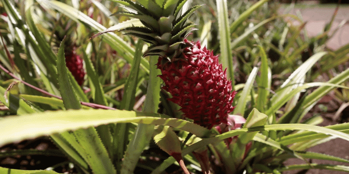 1920x1080 Hawaii Red Pineapples close up Stock Video Footage - Storyblocks Video