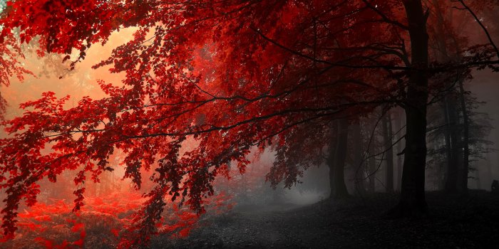 4288x2848 1619 Tree HD Wallpapers | Background Images