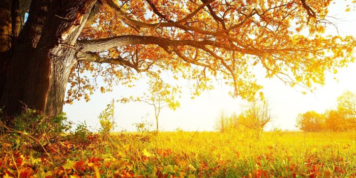 1920x1200 Tree desktop background Gallery