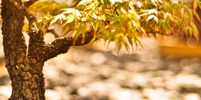 1600x1200 Bonsai Tree HD Wallpapers. 4K Wallpapers Desktop Background