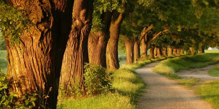 1024x768 Tree Desktop Wallpaper 27434 - Baltana