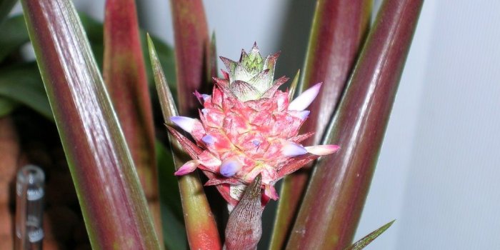 1024x768 Pineapple Blog: Red Pineapple