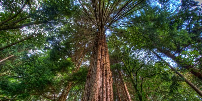 1440x900 Giant Fur Trees Tree Desktop Wallpaper - 1440x900 pixels