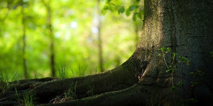 1920x1080 Tree Background Images (48+ pictures)