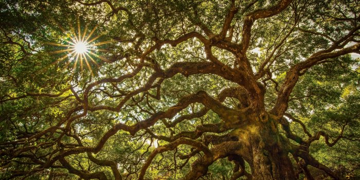 6016x4016 Oak Tree Wallpapers