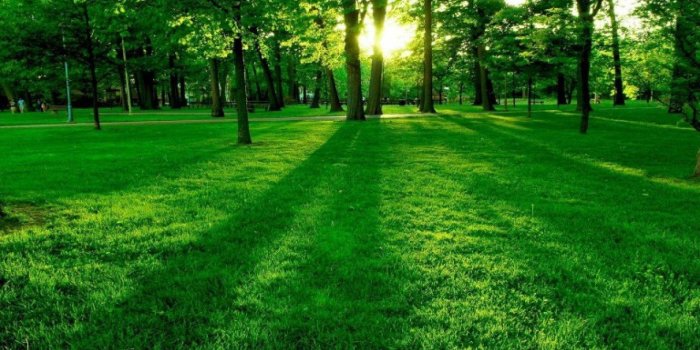 1280x720 Good, Morning, Sun, Rise, Over, Green, Tree, Wide, HD, Wallpaper