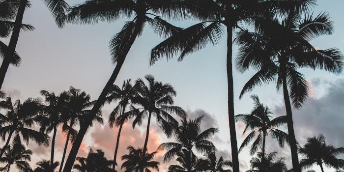 3000x2000 60+ Palm Tree Wallpapers on WallpaperPlay