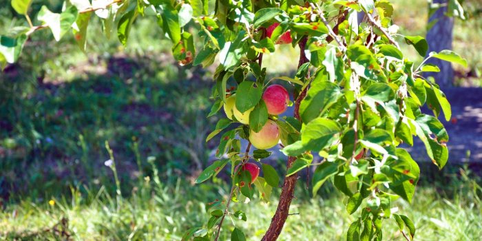 1680x1050 Apple Tree Wallpaper for PC | Full HD Pictures