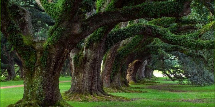 1080x811 Wisteria Tree Wallpaper wallpaper Beautiful Tree Blossoms HD desktop