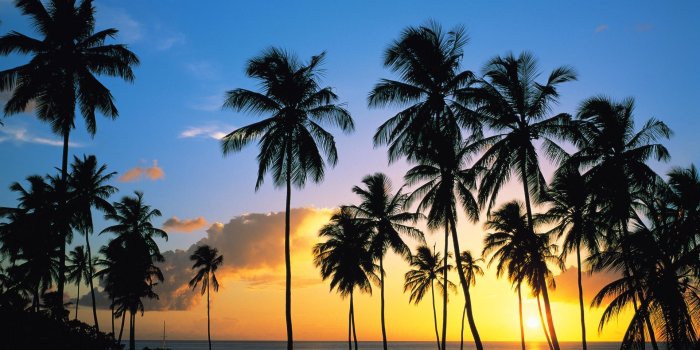 1920x1080 Palm Tree Desktop Wallpaper ·① WallpaperTag