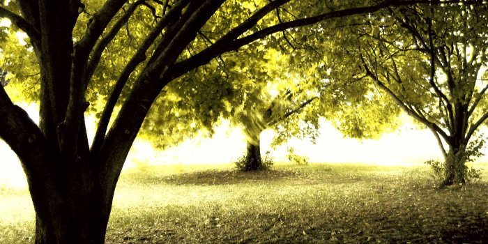 1920x1200 Free Tree Wallpaper For Phone