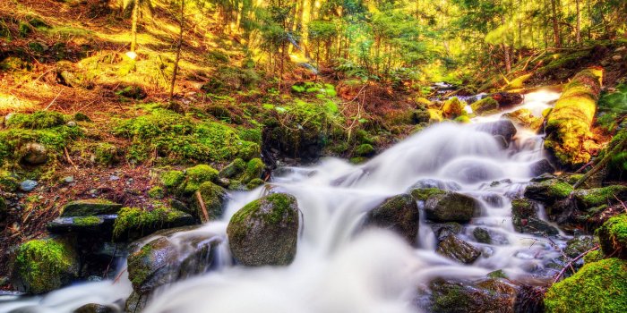 1920x1200 Nature Landscape Canada Autumn Forest Stream Moss Stones Tree Hd