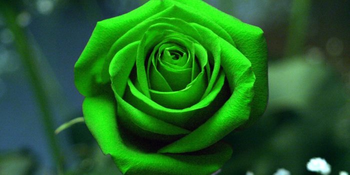 2048x1360 57+ Green Rose Wallpapers on WallpaperPlay