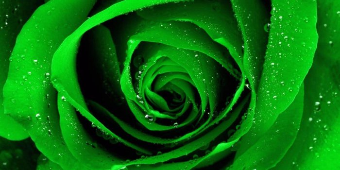 1600x1200 Green Rose Wallpapers