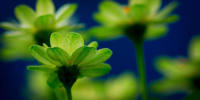 1920x1200 57+ Green Rose Wallpapers on WallpaperPlay