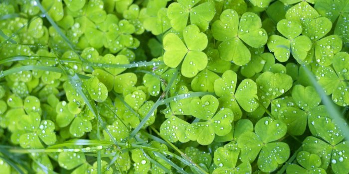 1920x1200 Green Flowers Wallpapers HD Pictures – One HD Wallpaper Pictures