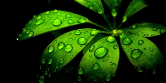 1920x1200 Green Flower ❤ 4K HD Desktop Wallpaper for 4K Ultra HD TV • Tablet