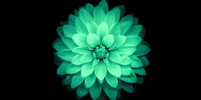 2732x2732 ad76-apple-green-lotus-iphone6-plus-ios8-flower - Papers.co