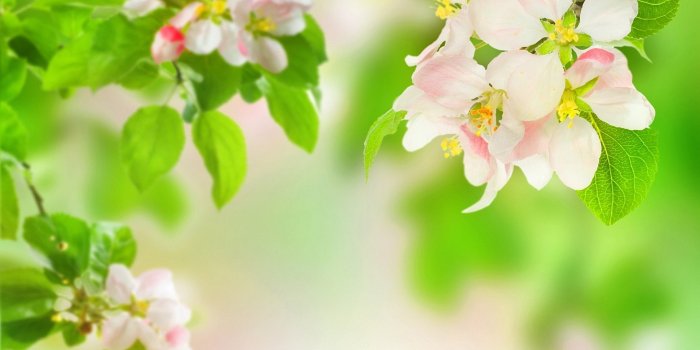 1920x1200 Green Flowers Wallpaper HD #3445 Wallpaper | Download HD Wallpaper