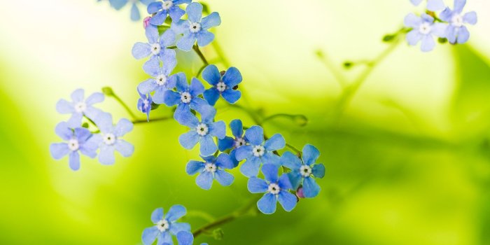 1600x1200 Green Beautiful Flowers Wallpapers | HD Wallpapers | ID #5668