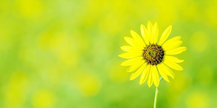 1920x1080 Download wallpaper 1920x1080 small, green, flower, yellow full hd