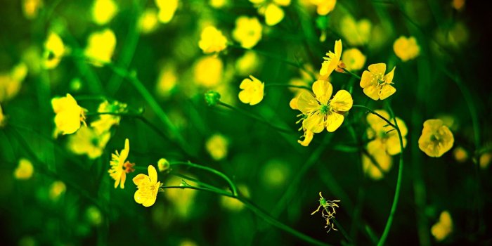 1920x1080 64+ Yellow Flower Wallpapers on WallpaperPlay