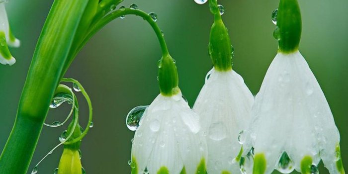 1280x1024 30+ Rainy Flower Wallpapers - Download at WallpaperBro