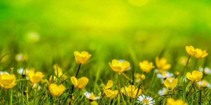 1920x1080 Spring Flowers Wallpaper | HD Windows Wallpapers