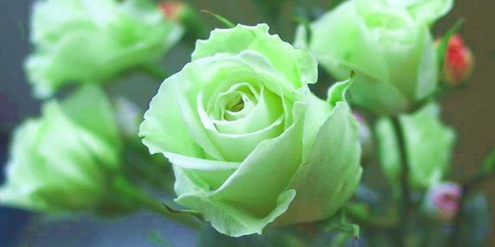 1920x1080 Green Rose Wallpapers, Pictures, Images