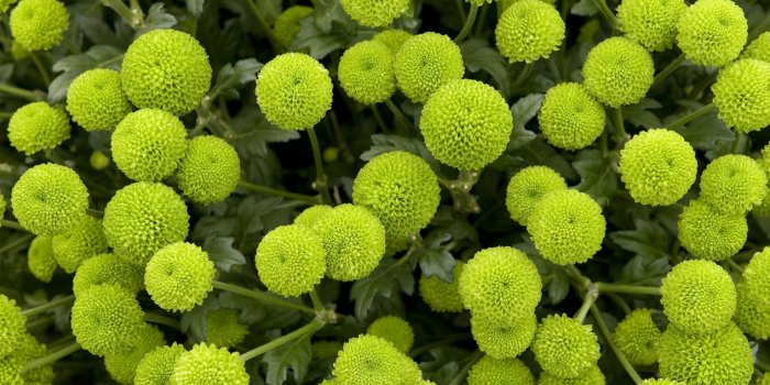 1920x1080 Beautiful Green Flowers Wallpaper | HD Flowers Wallpapers for Mobile