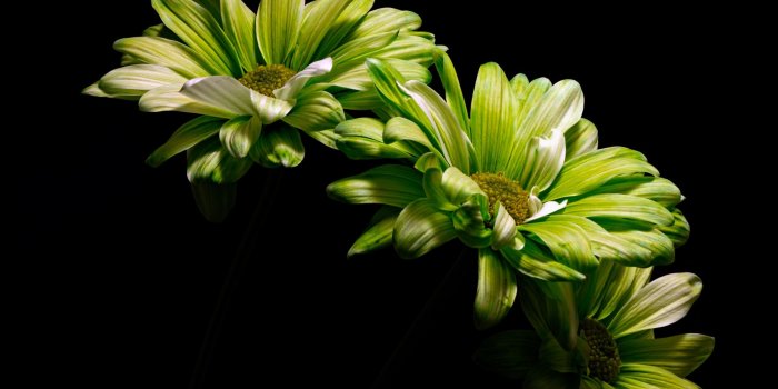 2560x1600 Wallpaper Green flowers, black background 2560x1600 HD Picture, Image