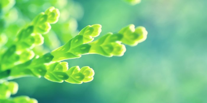 1920x1200 45+ Green Flower Wallpapers - Download at WallpaperBro