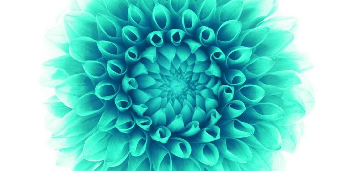 1080x1920 iOS8 green flower - Best HTC wallpaper download for free