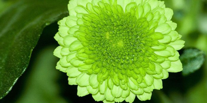 1024x768 Green Flower wallpaper | 1024x768 | #3421