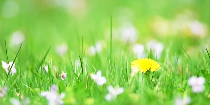 1600x1200 Green Flower Backgrounds