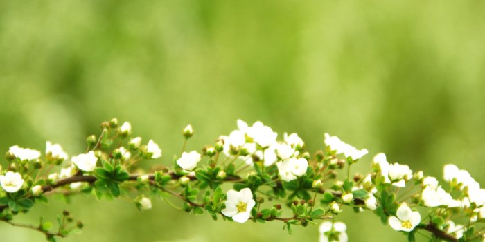 1920x1200 Green Flowers HD Wallpaperq | wordwallpapers.com