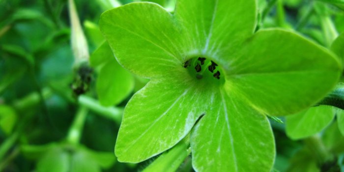 1600x1200 Green Flowers Wallpaper #6900668