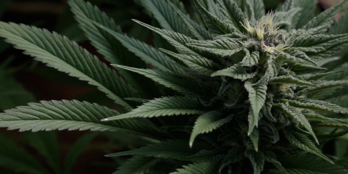 2560x1440 Marijuana 420 Weed Mary Jane Drugs Wallpaper - Weed Wallpaper Hd