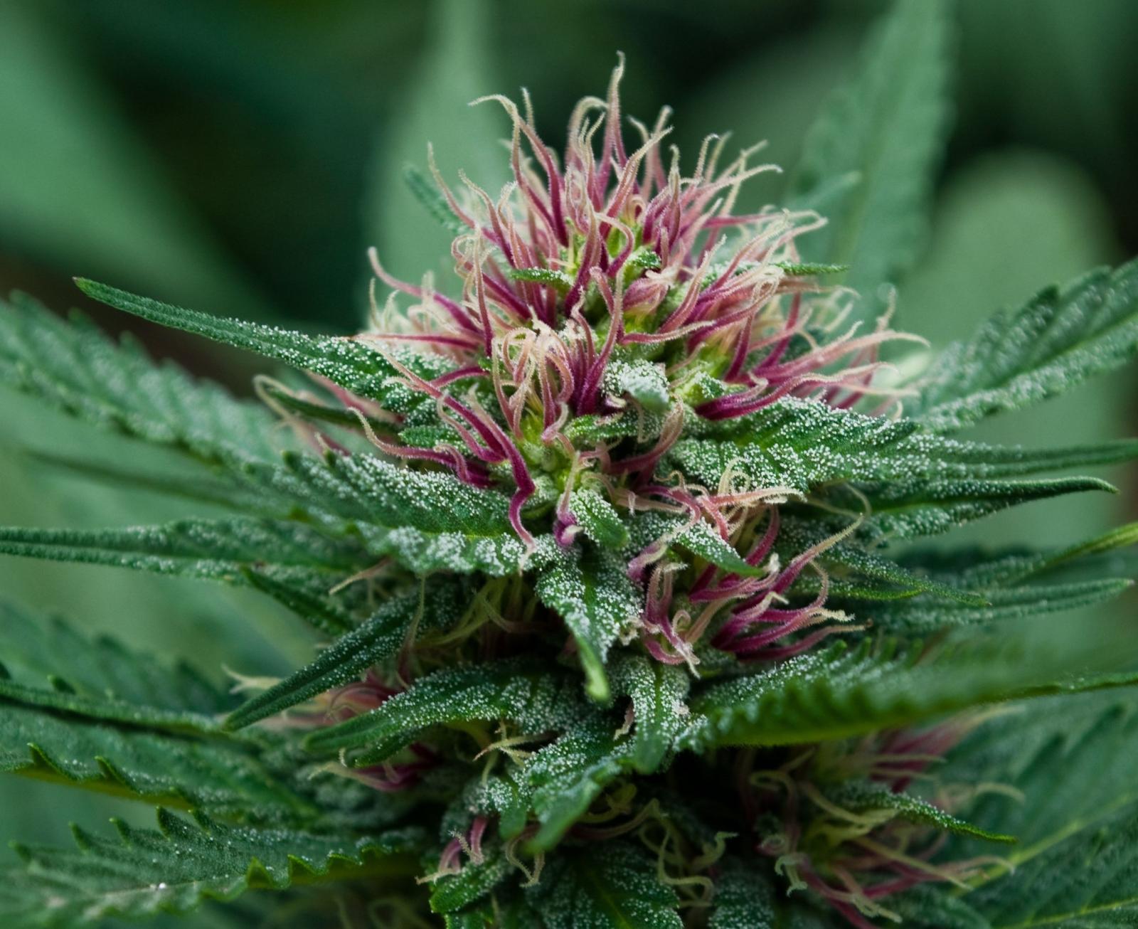 2502x2043 Weed Wallpapers HD