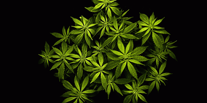 1920x1200 Weed PNG HD Transparent Weed HD.PNG Images. | PlusPNG