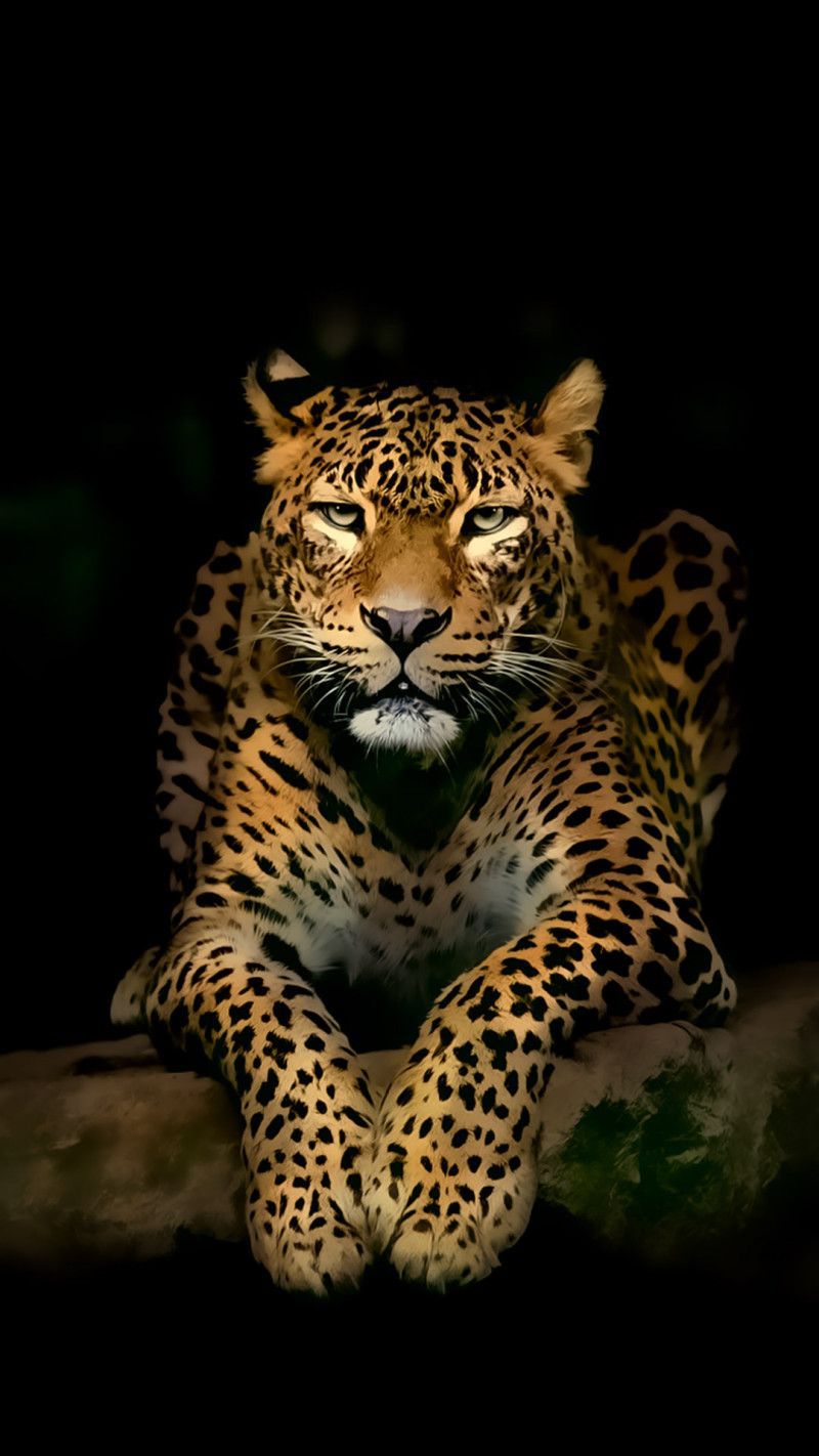 800x1422 Download #Leopard #iPhone #Wallpapers. Leopard wallpaper HD, desktop
