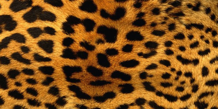 1920x1200 Animal Print Desktop Backgrounds