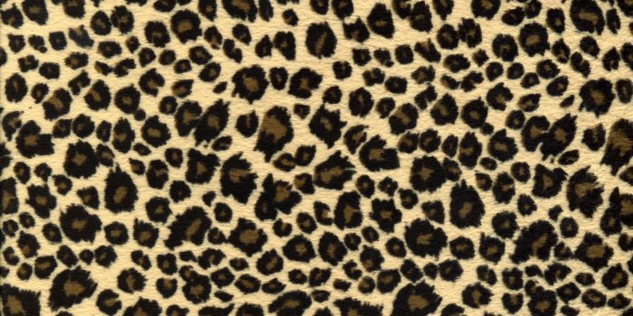 1887x2597 any and all | Animal print wallpaper, Print wallpaper, Cheetah print  background
