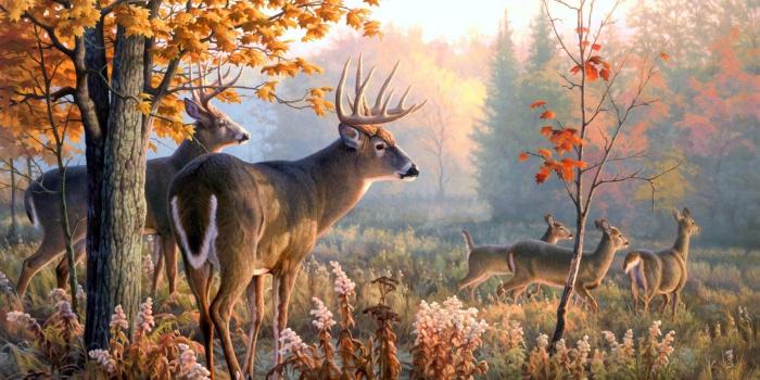 2560x1600 Deer Desktop Backgrounds (59+ images)