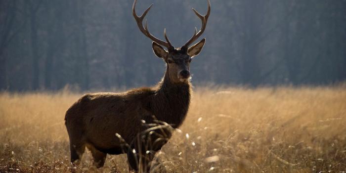 2560x1600 52+ Duck Hunting Wallpapers on WallpaperPlay